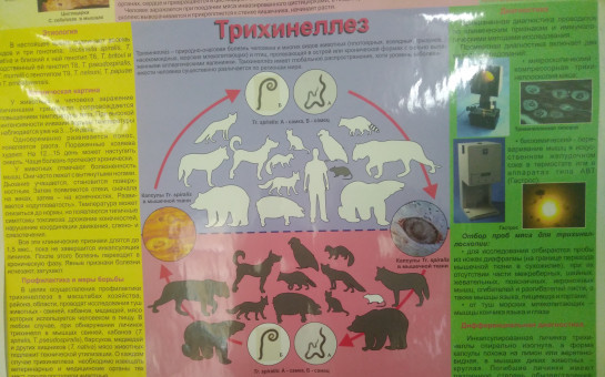 Трихинеллез