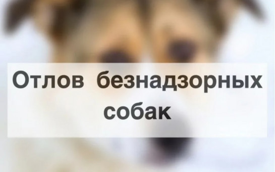 Отлов собак
